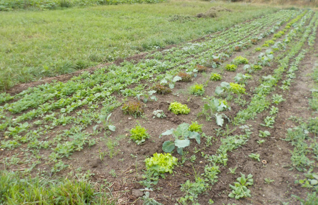 Gemüse gemeinsam gärtnern und genießen - Infoabend der Solawi Vegutopia
