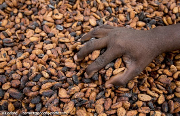 Durch den Kakao: Botanik, Kolonialismus, Gegenwart