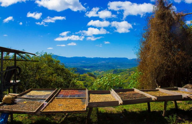 Das interessiert mich doch - die (Kaffee-)Bohne