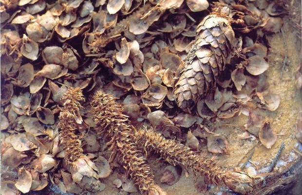 Auf den Spuren der Tiere - Fährtenlesen im Wald