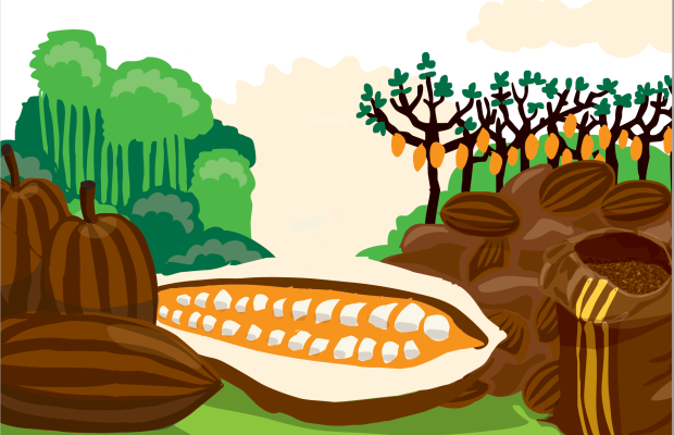 [online] Durch den Kakao: Botanik, Kolonialismus, Gegenwart